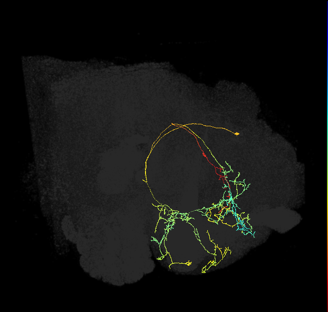 CRE094_R (FlyEM-HB:705795727)