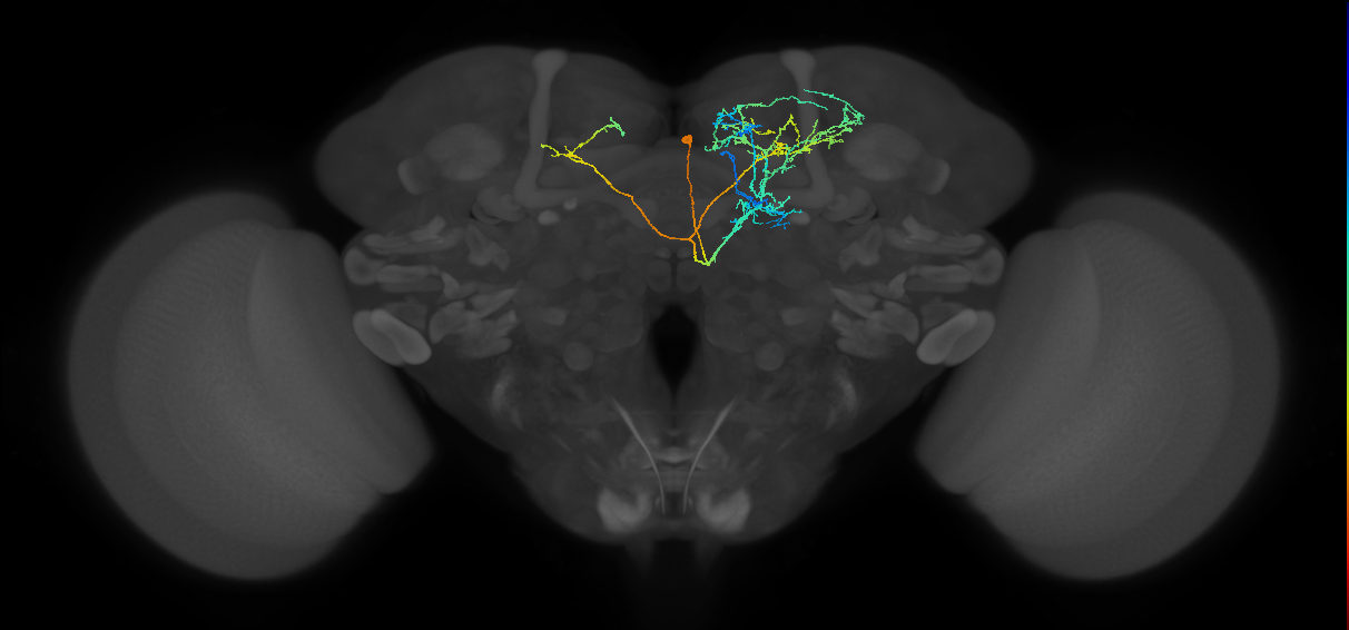CRE094_R (FlyEM-HB:705795727)