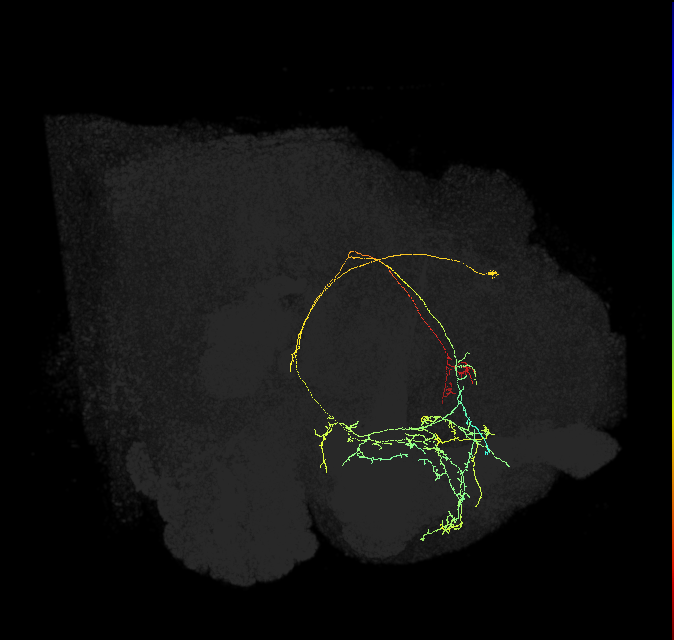 CRE095_R (FlyEM-HB:890287086)