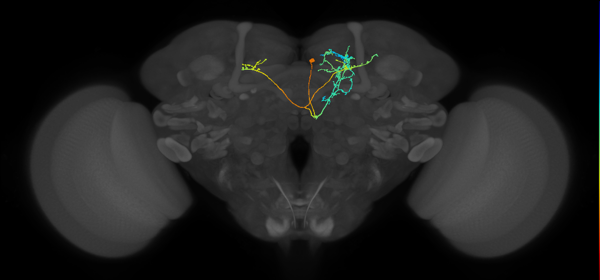 CRE095_R (FlyEM-HB:890287086)