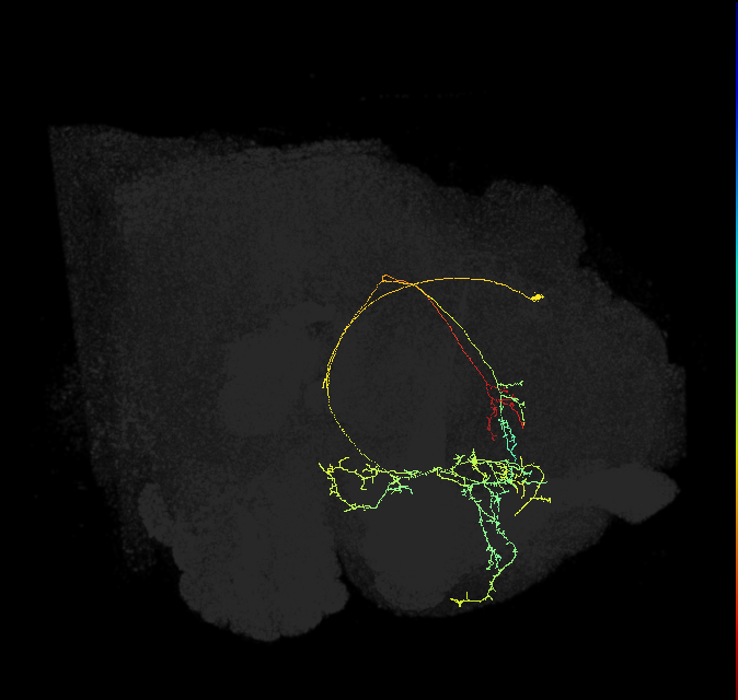 CRE095_R (FlyEM-HB:797562316)