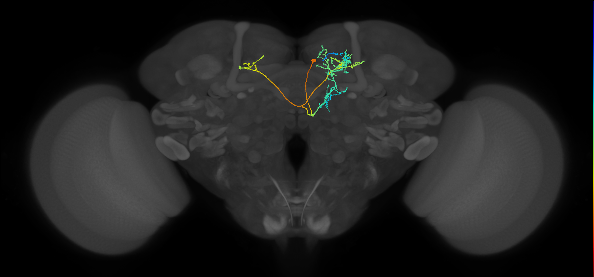 CRE095_R (FlyEM-HB:797562316)