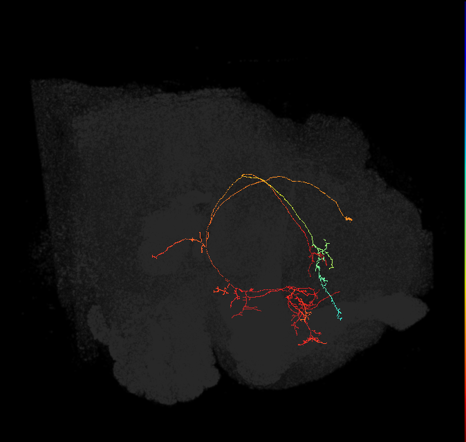 CRE095(PDM13)_L (FlyEM-HB:798849134)