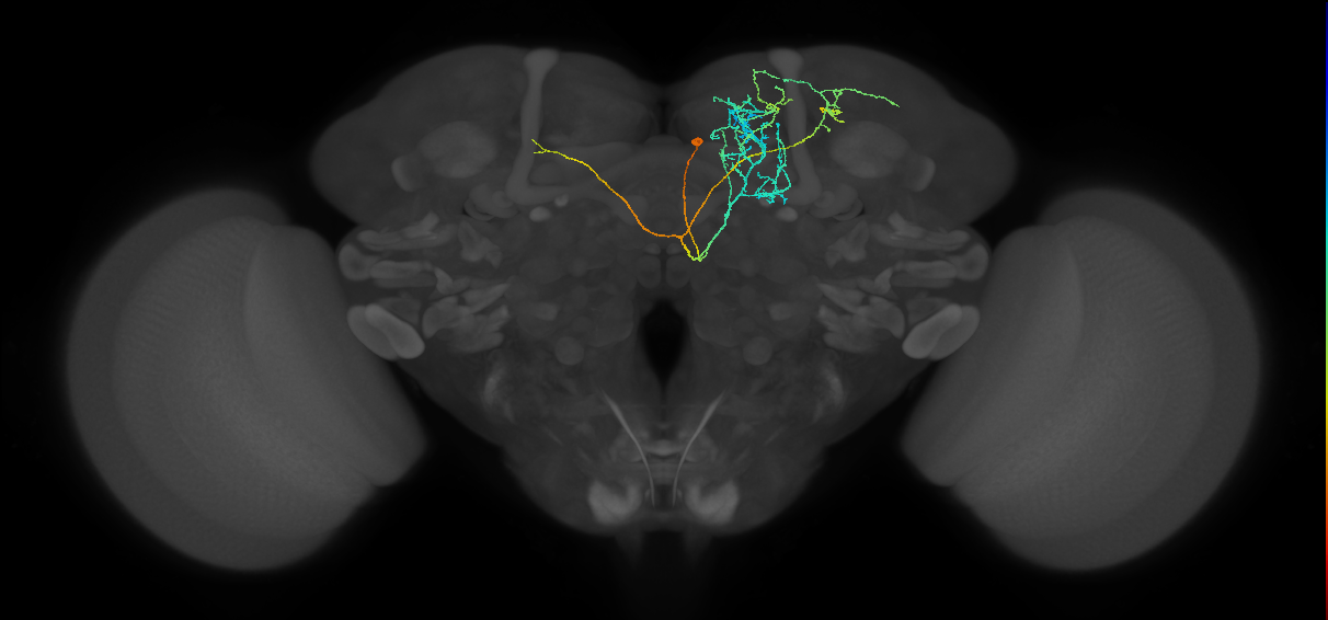 CRE097_R (FlyEM-HB:487882254)