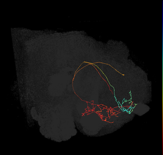 CRE098(PDM13)_L (FlyEM-HB:580093930)