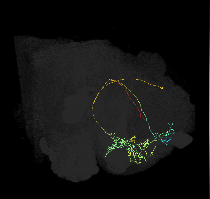 CRE098_R (FlyEM-HB:766846796)