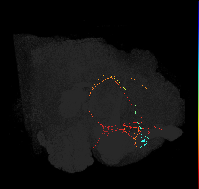 CRE099(PDM13)_L (FlyEM-HB:549727330)