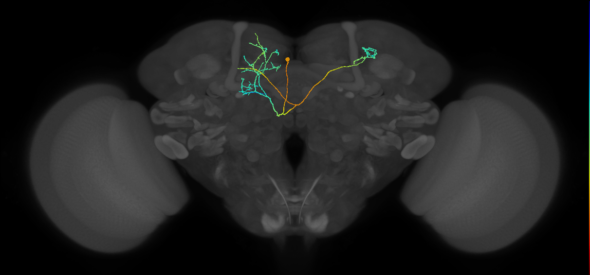 CRE099(PDM13)_L (FlyEM-HB:549727330)