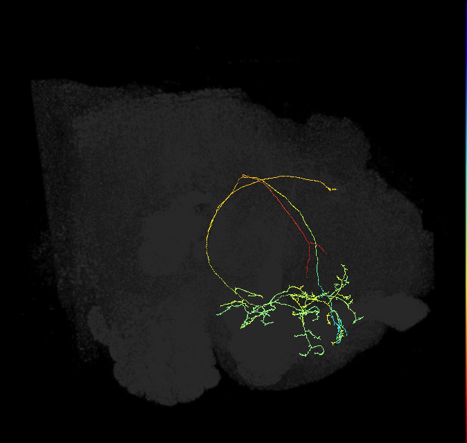 CRE099_R (FlyEM-HB:674760884)