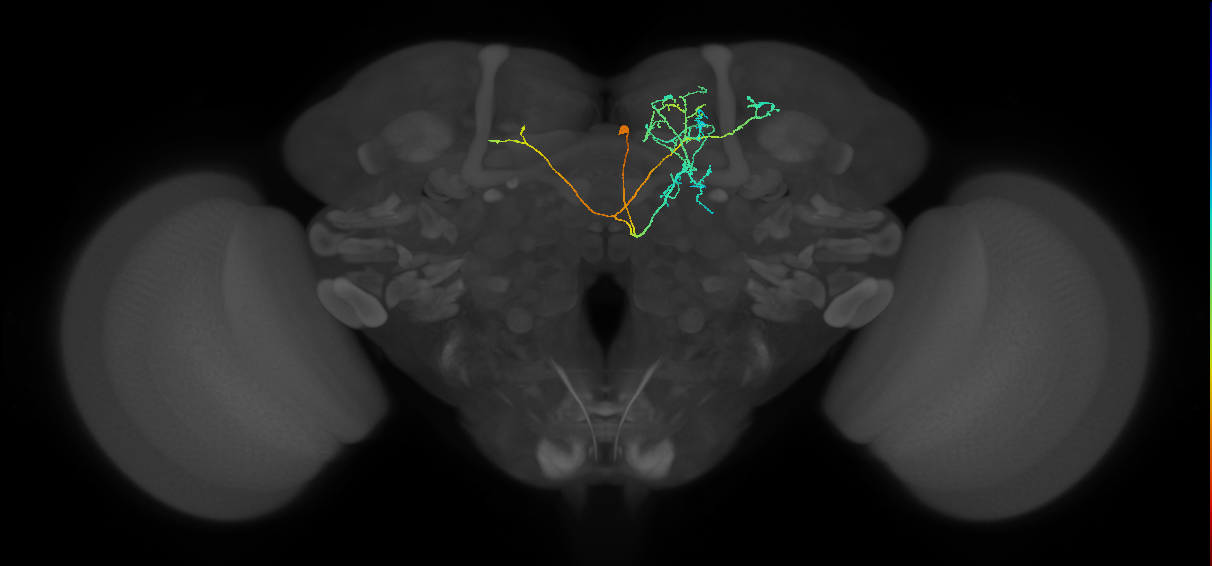 CRE099_R (FlyEM-HB:674760884)