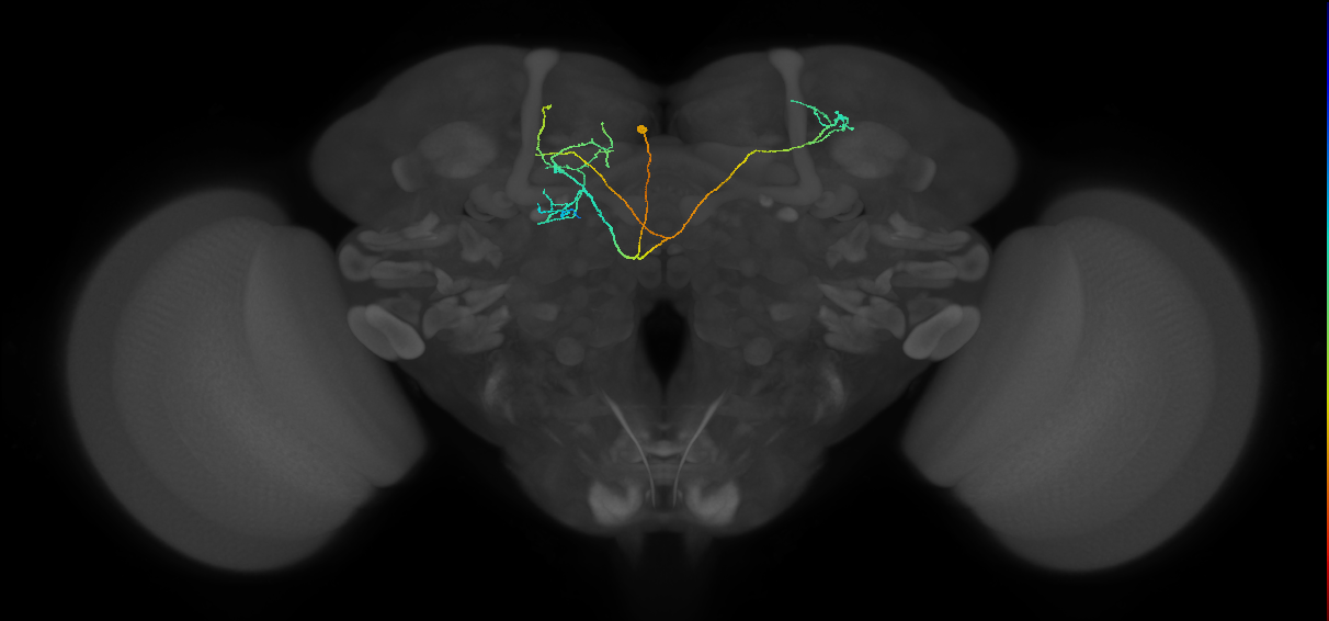 CRE099(PDM13)_L (FlyEM-HB:5813033255)