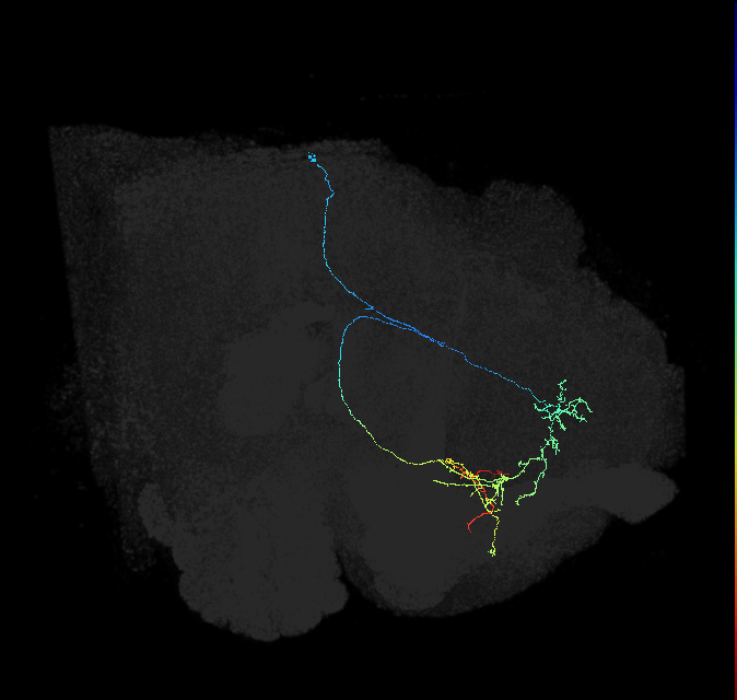 CRE103_R (FlyEM-HB:607899687)