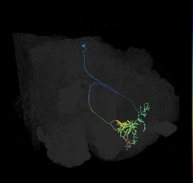 CRE103_R (FlyEM-HB:766126400)