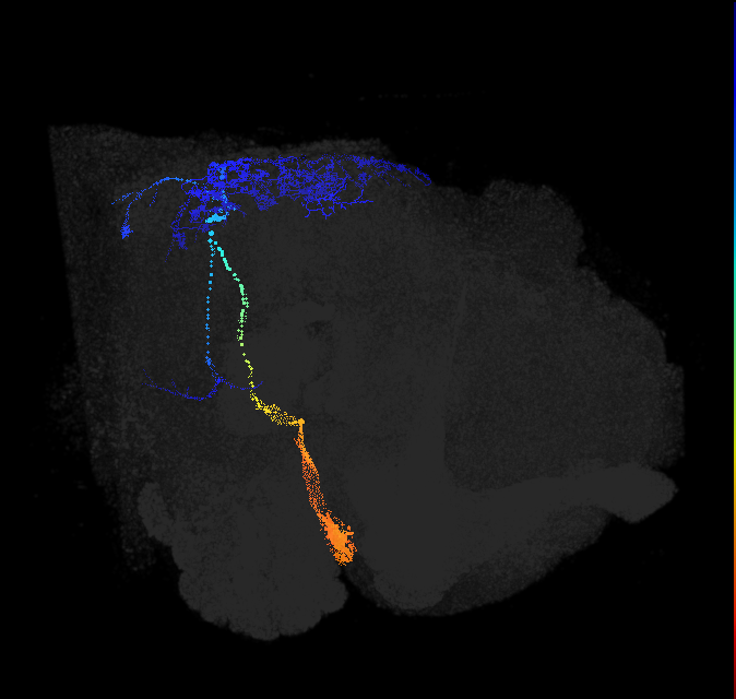 optic lobe intrinsic neuron