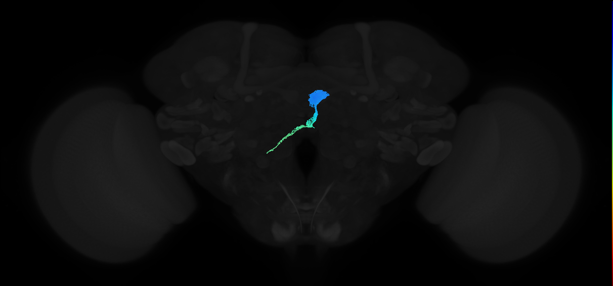 tangential neuron CT1