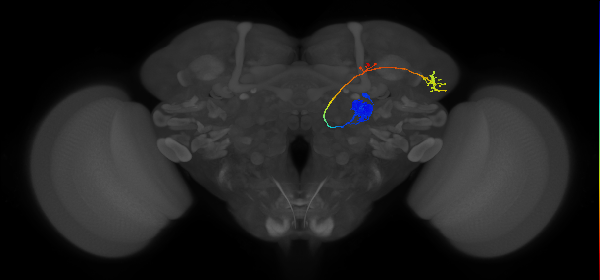 DA1_lPN_R (FlyEM-HB:1734350908)