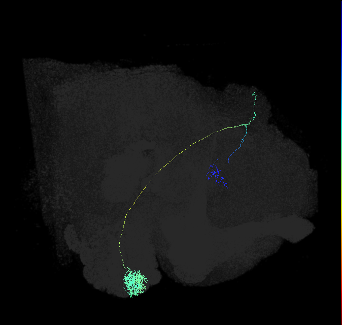 DA1_lPN_R (FlyEM-HB:5813039315)