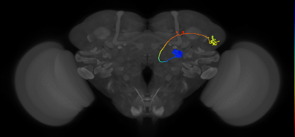 DA1_lPN_R (FlyEM-HB:5813039315)