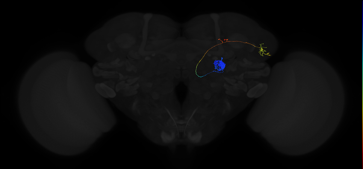 adult antennal lobe projection neuron DA1