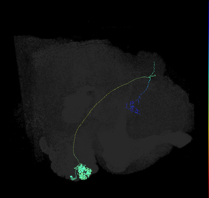 DA1_lPN_R (FlyEM-HB:1734350788)