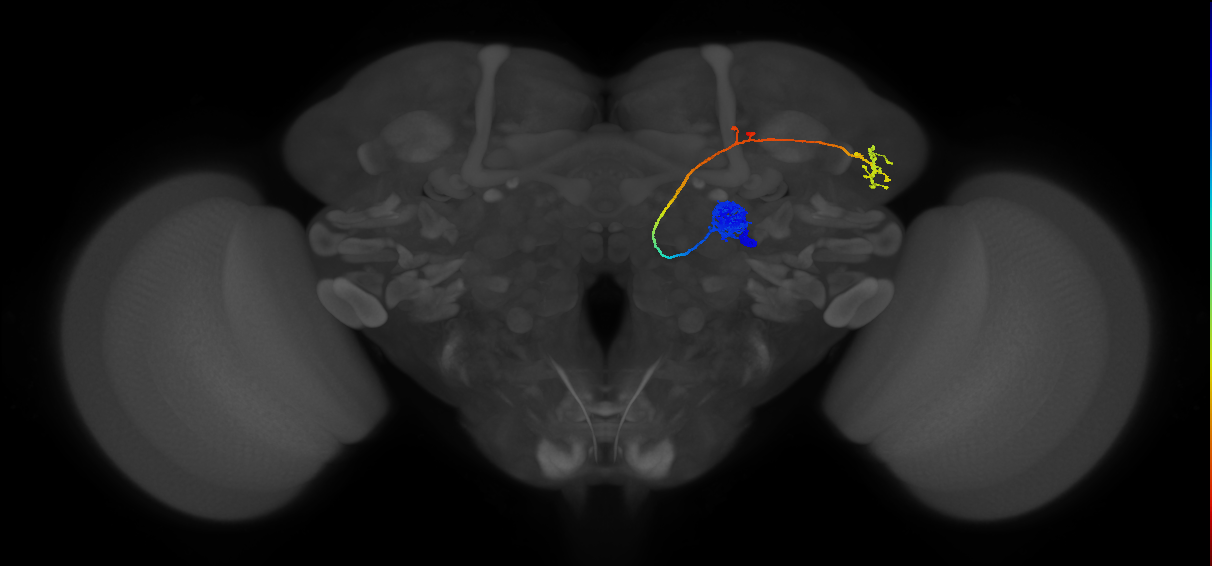 DA1_lPN_R (FlyEM-HB:1734350788)