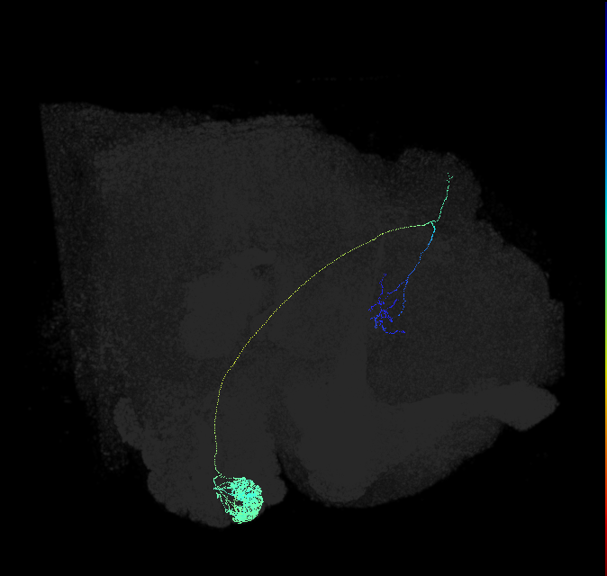 DA1_lPN_R (FlyEM-HB:754538881)