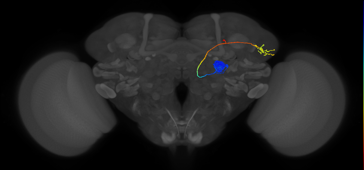 DA1_lPN_R (FlyEM-HB:754538881)