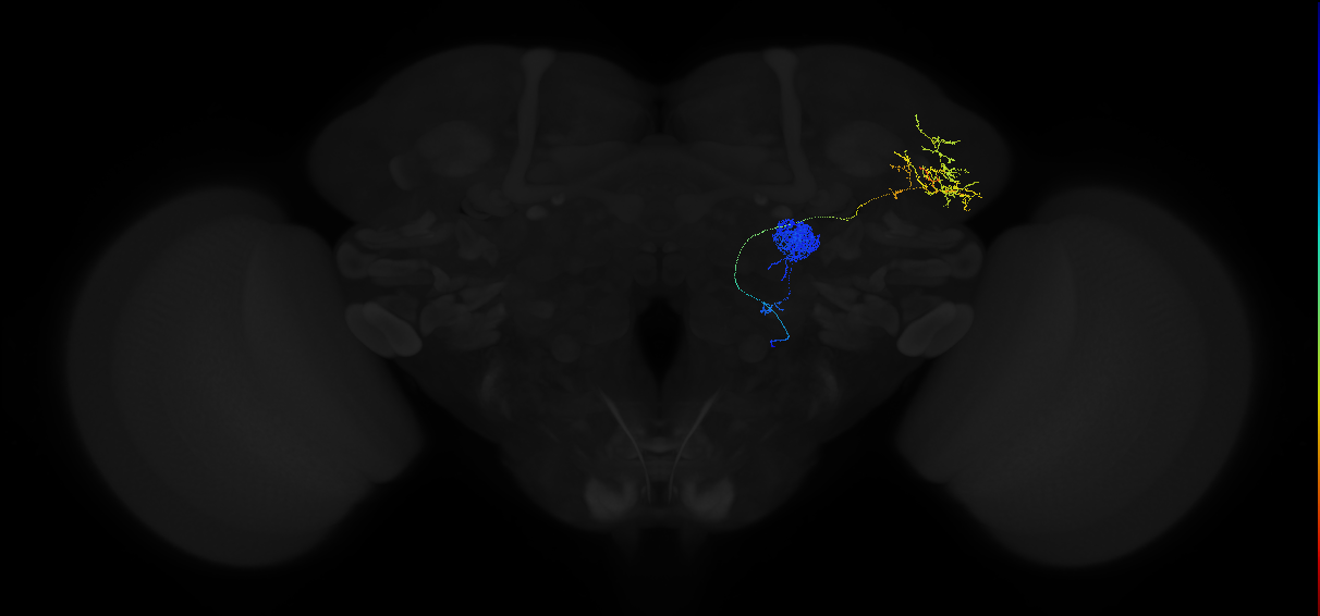 adult antennal lobe projection neuron DA1 vPN