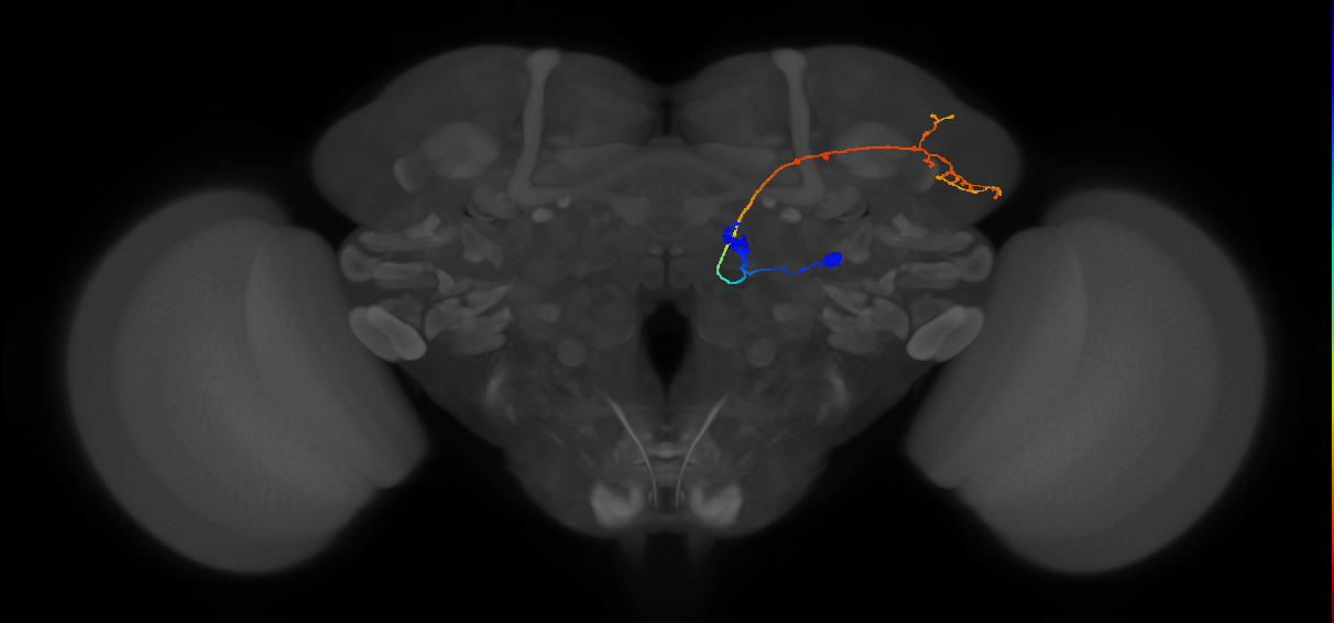 DA2_lPN_R (FlyEM-HB:1796817841)
