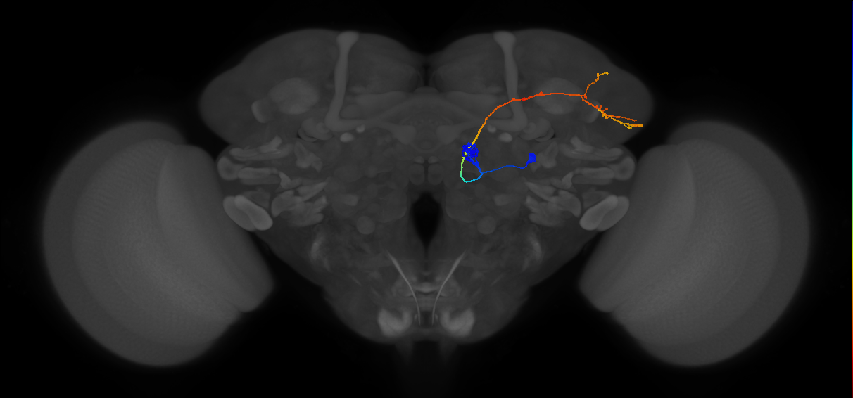 DA2_lPN_R (FlyEM-HB:1827516355)