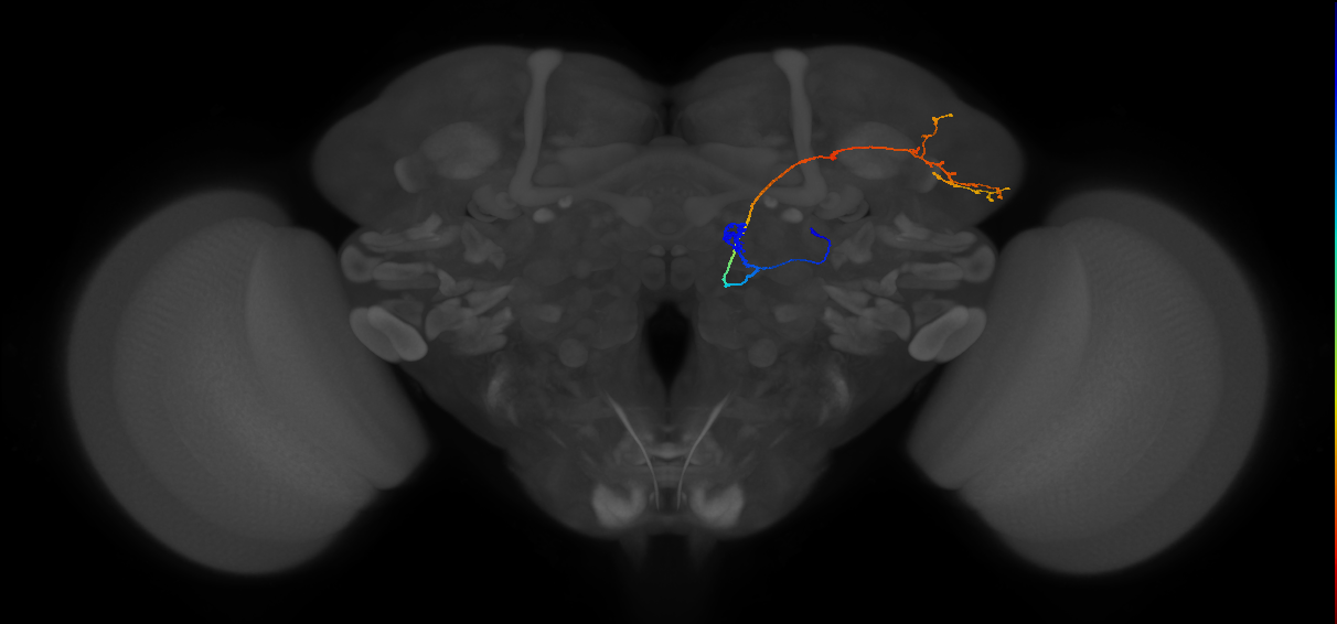 DA2_lPN_R (FlyEM-HB:1797505019)