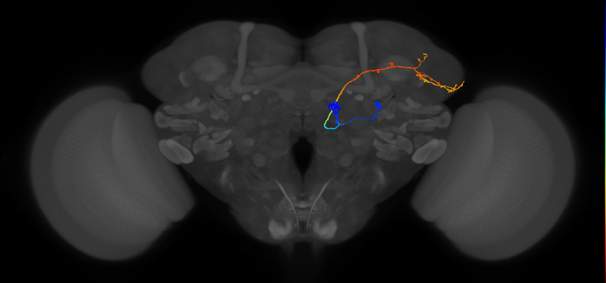 DA2_lPN_R (FlyEM-HB:1796818119)