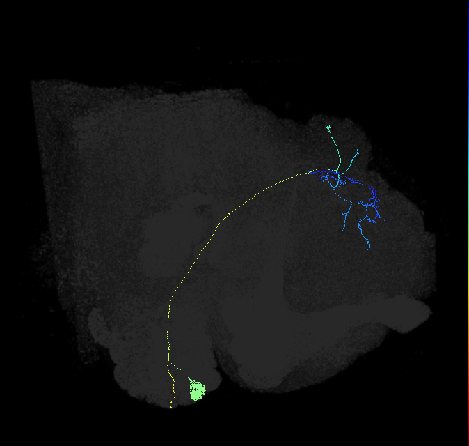 adult antennal lobe projection neuron DA3 adPN