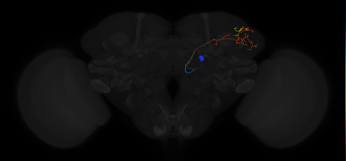 adult antennal lobe projection neuron DA3 adPN