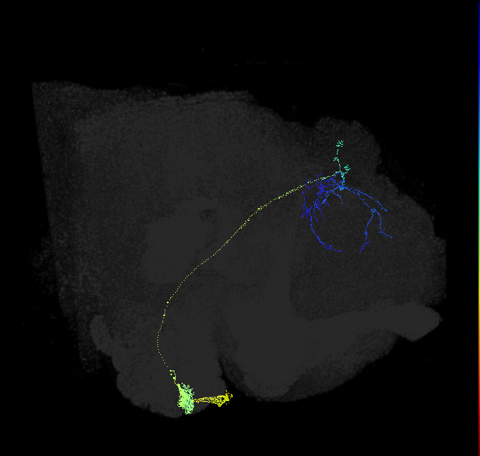 adult antennal lobe projection neuron DA4l adPN