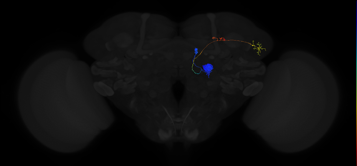 adult antennal lobe projection neuron DC3 adPN