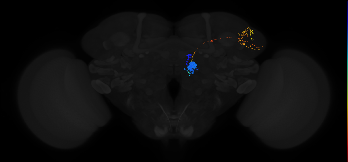 adult antennal lobe projection neuron DC4 adPN