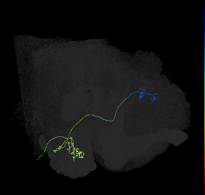 adult antennal lobe projection neuron DC4 vPN