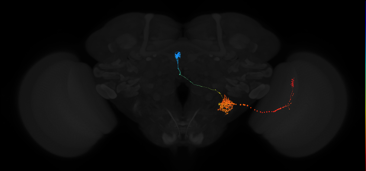 lobula plate giant neuron