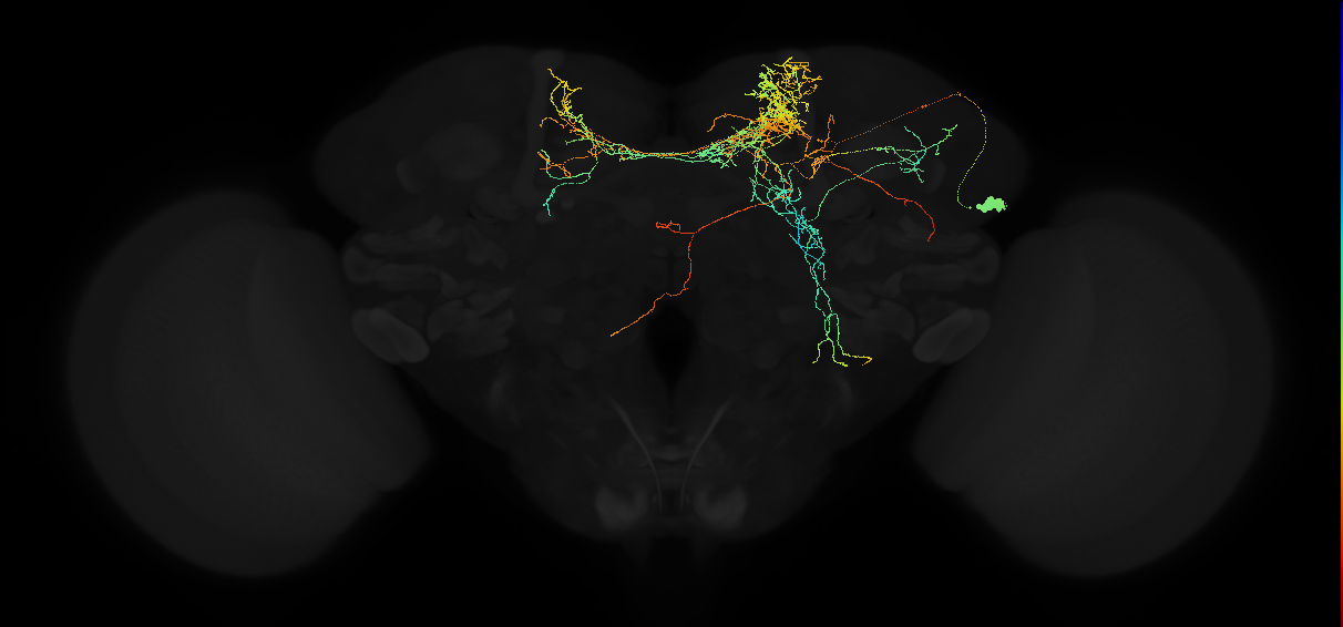 dorsal giant interneuron