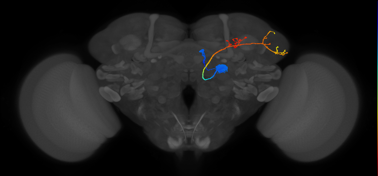 DL1_adPN_R (FlyEM-HB:1700937093)