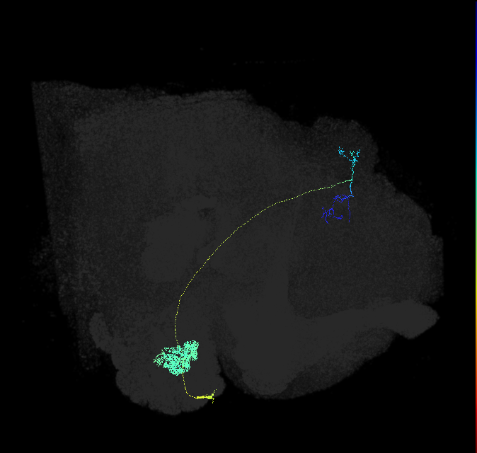 DL2d_adPN_R (FlyEM-HB:788648194)
