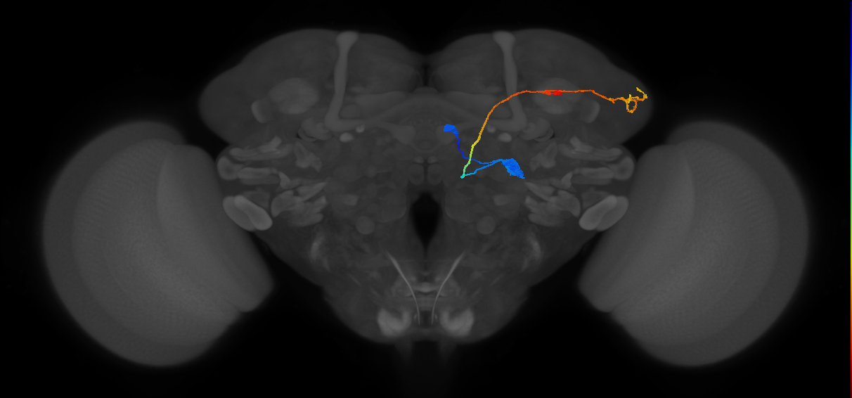 DL2d_adPN_R (FlyEM-HB:1793014716)