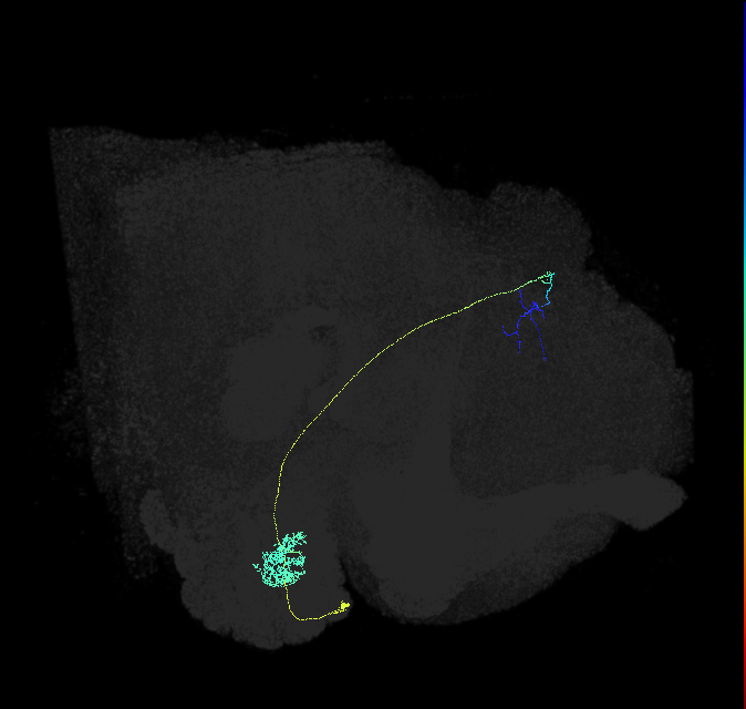 DL2d_adPN_R (FlyEM-HB:1793351401)