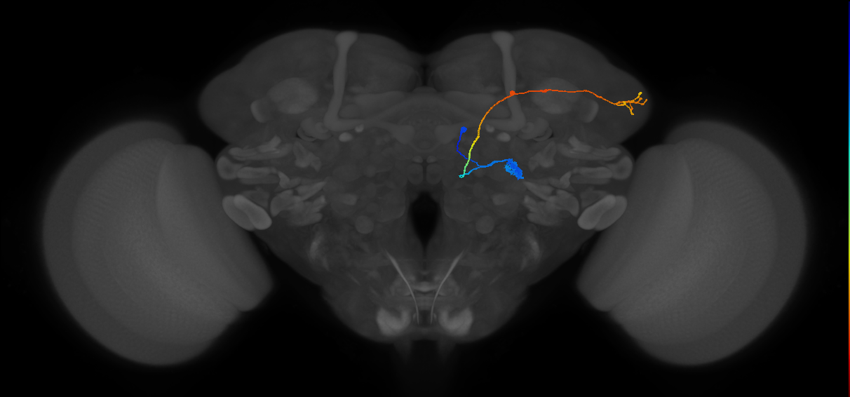 DL2d_adPN_R (FlyEM-HB:1793351401)