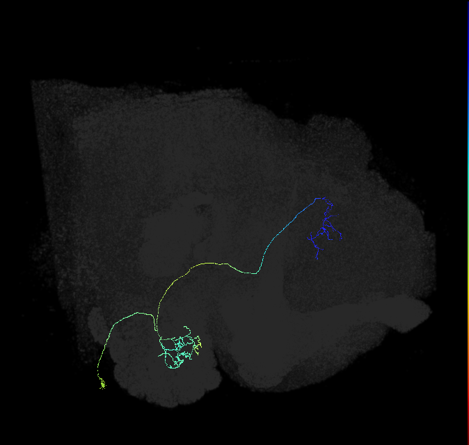 adult antennal lobe projection neuron DL2d vPN