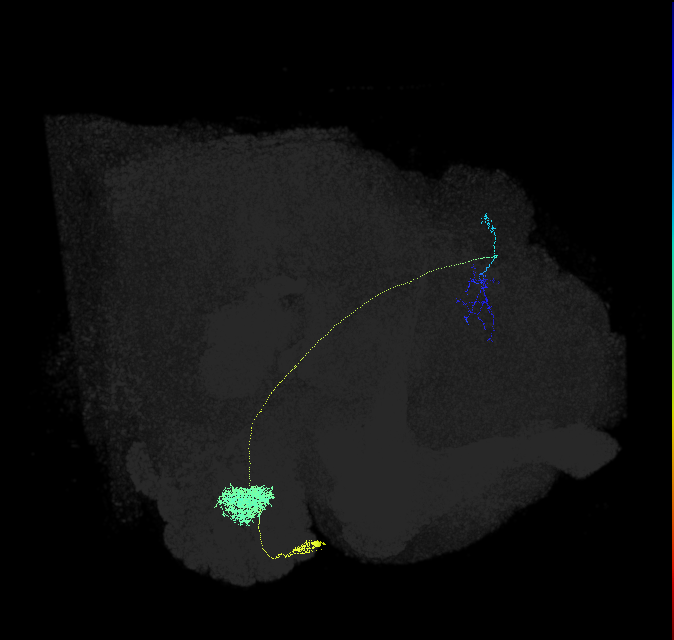 DL2v_adPN_R (FlyEM-HB:5813039465)