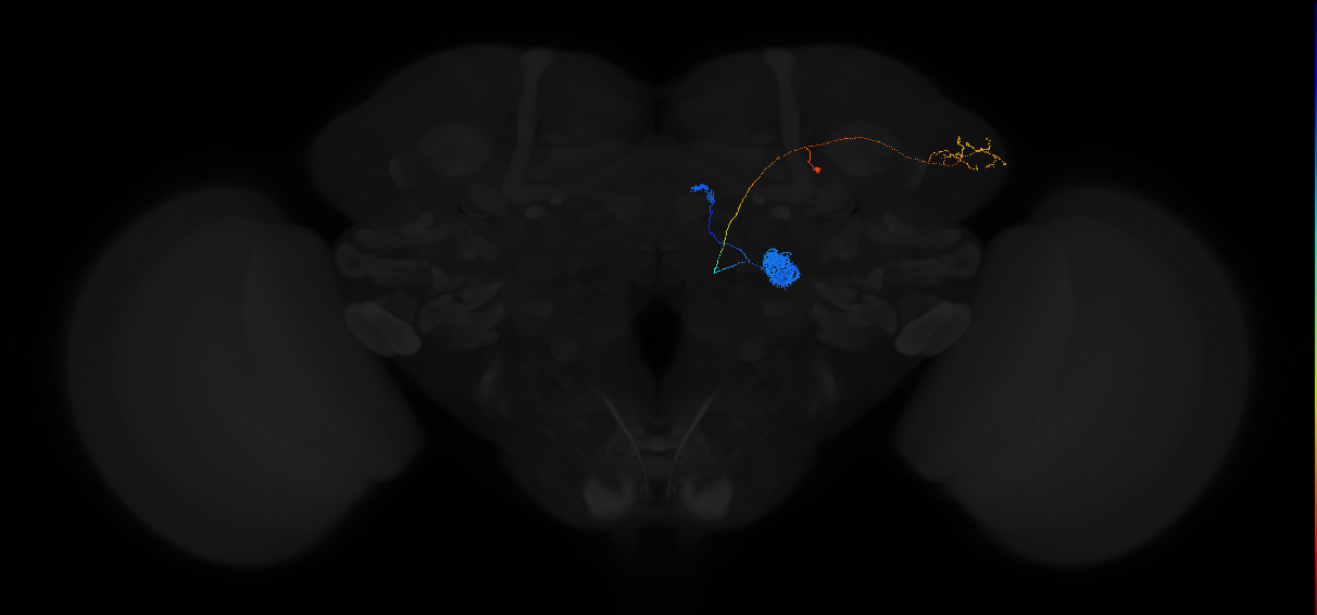 adult antennal lobe projection neuron DL2v adPN