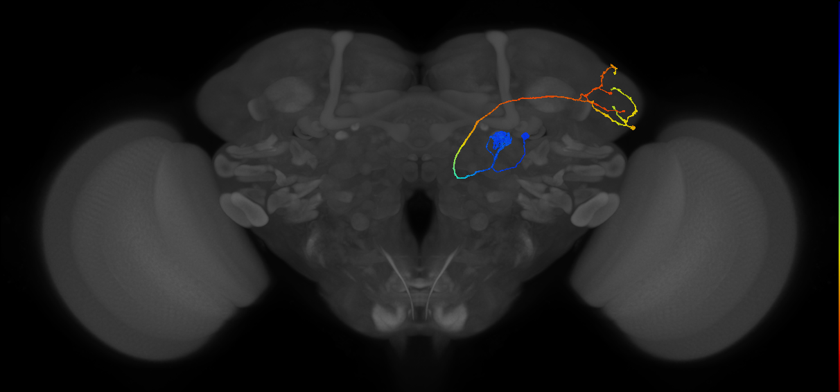 DL3_lPN_R (FlyEM-HB:1640568102)