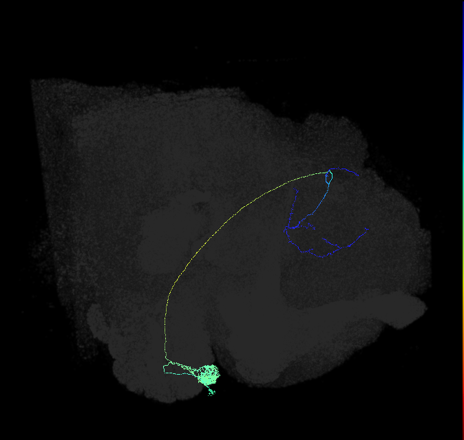 DL3_lPN_R (FlyEM-HB:1609883245)